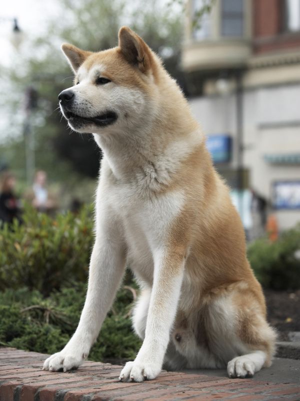 Hachi: A Dogs Tale on AllMovie